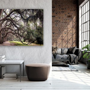 May include: A framed photograph of a path lined with trees draped in Spanish moss. The photograph is hanging on a white wall in a modern living room with a leather sofa, a coffee table, and a potted plant.