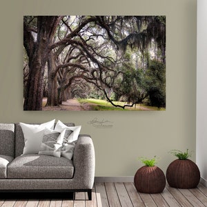 May include: A photograph of a path lined with moss-draped oak trees in a forest setting. The trees have long, twisting branches that create a canopy overhead. The path is lined with fallen leaves and the light is dappled through the trees.