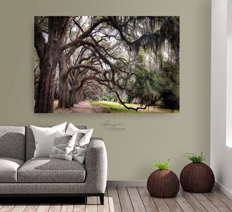 May include: A photograph of a path lined with moss-draped oak trees in a forest setting. The trees have long, twisting branches that create a canopy overhead. The path is lined with fallen leaves and the light is dappled through the trees.
