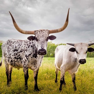 Bulls Cows Livestock: Texas Longhorns Fine Art Photo, Rustic Cowboy Decor | Canvas, Metal, Paper Prints | Multiple Sizes image 3
