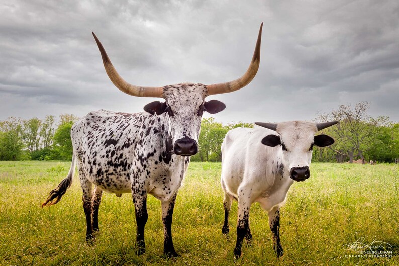 Bulls Cows Livestock: Texas Longhorns Fine Art Photo, Rustic Cowboy Decor | Canvas, Metal, Paper Prints | Multiple Sizes image 3