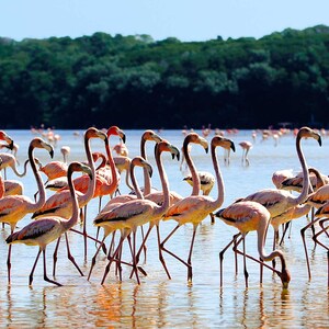 Puede incluir: Una gran bandada de flamencos rosados vadeando en aguas poco profundas con un bosque de manglares verdes en el fondo.