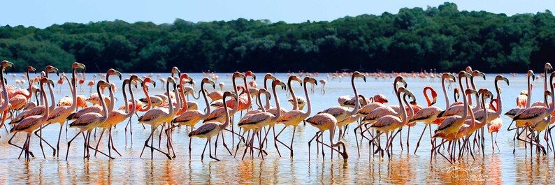 Puede incluir: Una gran bandada de flamencos rosados vadeando en aguas poco profundas con un bosque de manglares verdes en el fondo.