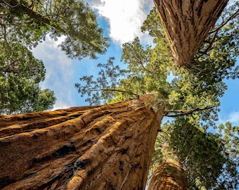 Giant Sequoia NP/California Redwood Print/Huge Coastal Tree/Nature Landscape/Fine Art Photography/Square/Sm-Extra Large/Metal Canvas Paper