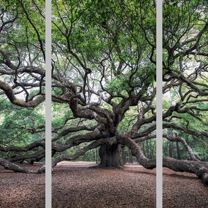 May include: A large, ancient oak tree with sprawling branches and a thick trunk. The tree is surrounded by a carpet of fallen leaves.