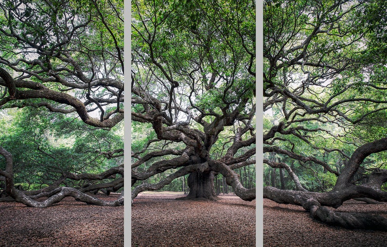 May include: A large, ancient oak tree with sprawling branches and a thick trunk. The tree is surrounded by a carpet of fallen leaves.
