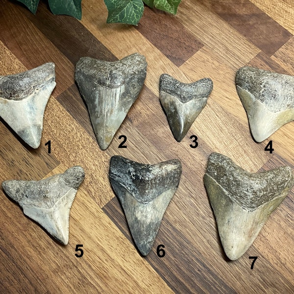 Megalodon Shark Teeth Petrified from Indonesia