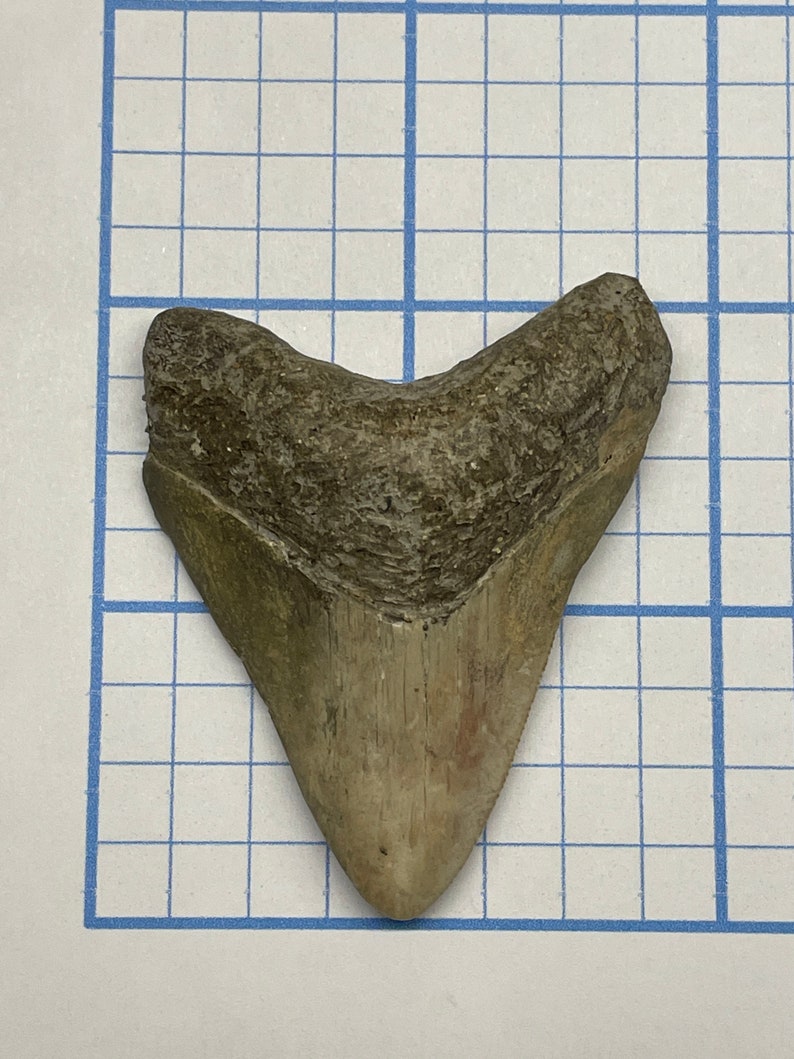 Authentic Megalodon Shark Tooth – Indonesian Fossil Find - Etsy