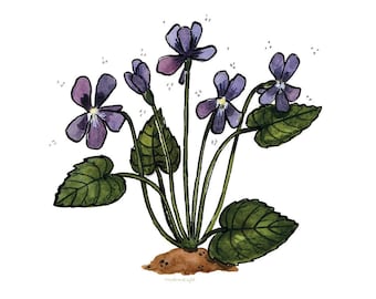 Wood Violets Illustration - Common Blue Violet - Archival Watercolor 6x6 Art Print