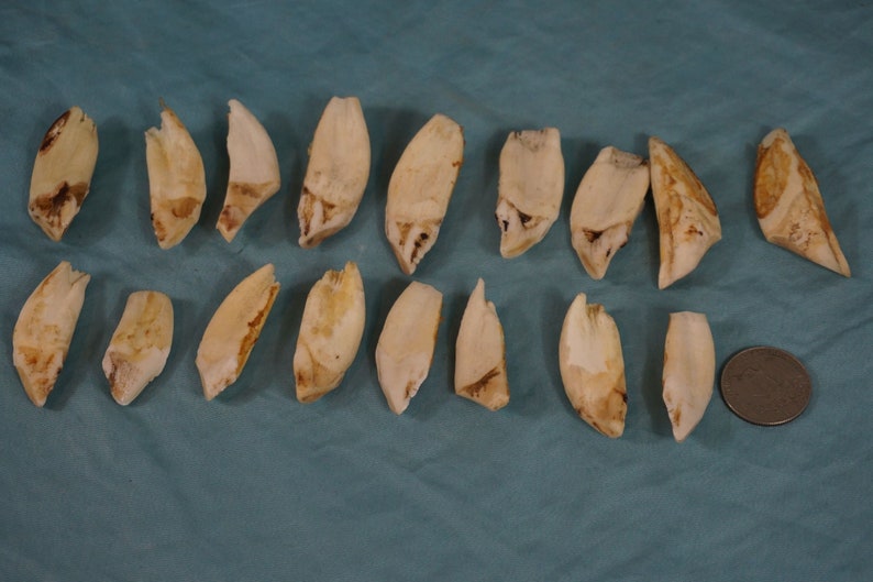 Set of 17 Genuine solid Wild Boar Tusks Crafts European Etsy