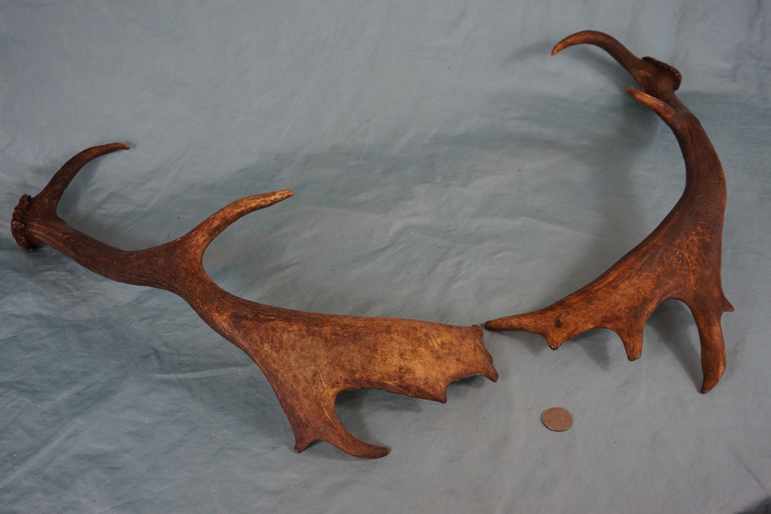 Pair of Strong 19 Fallow Deer Antlers Stags 10 Etsy