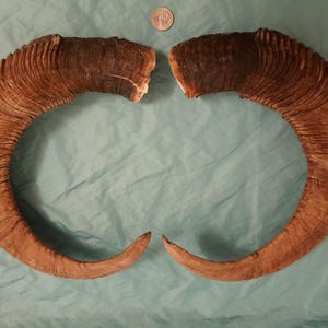 May include: Two large, curved ram horns with a light brown color and a textured surface. The horns are placed side by side on a blue-green surface. A coin is placed between the horns.