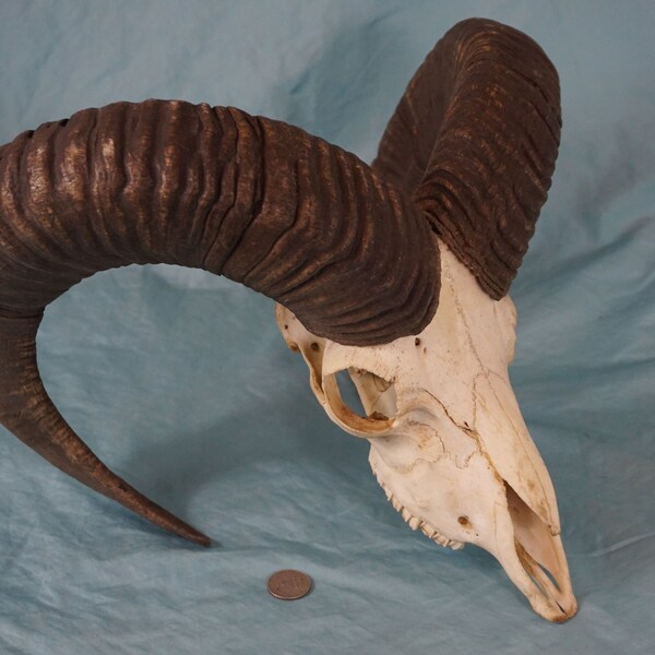 Big Mouflon Mountain Sheep Ram Skull with very Strong Horns (25,2") - European Alpine Rams