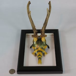 Antler Art - Unique Handpainted Roe Deer Skull with Antlers on a Picture-Frame Wallmount