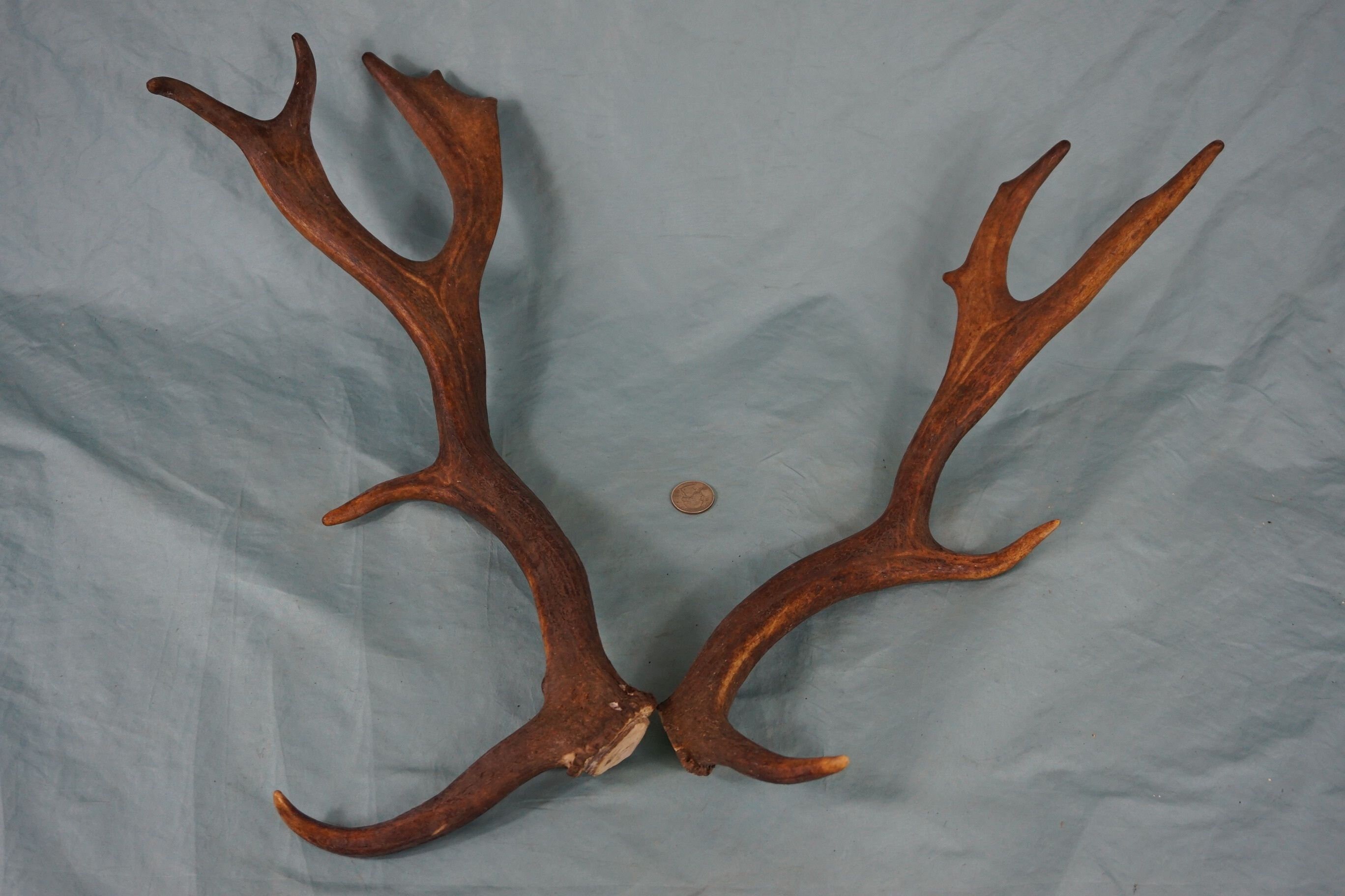 Pair of Strong Fallow Deer Antler Stags BUCK ANTLERS Etsy