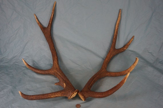 Set of 2 Huge 32,3 Red Deer Antlers Stags Huge 11 Pointer Buck Antlers SHED ANTLERS