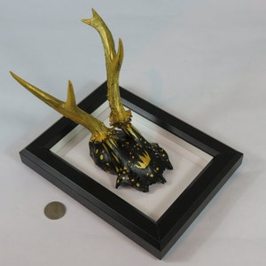 Antler Art - Unique Handpainted Roe Deer Skull with Antlers on a Picture-Frame Wallmount