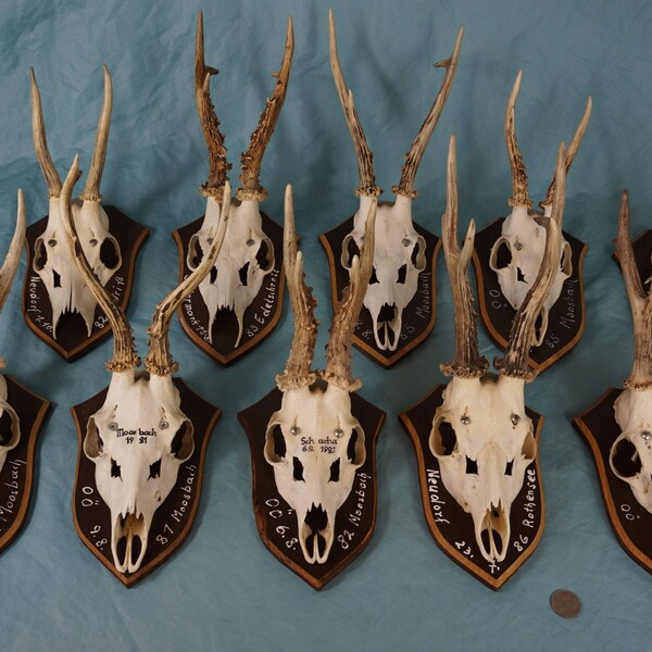 Set of 10 Vintage Strong Roe Deer Antlers on Trophy-Plaques Wallmounts - Hunting Lodge Decor - Black Forest Wall Decor Collection 325