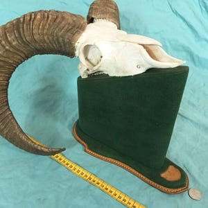 Op de afbeelding: Een ramsschedel met grote, gekromde, getextureerde bruine hoorns, gemonteerd op een donkergroene, met vilt beklede standaard met een lederen rand. Een geel meetlint ligt langs de basis en toont afmetingen in centimeters.