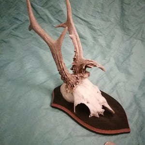 Vintage Obscure & Strong Roe Deer Antlers on a wooden Trophy-Plaque Wallmount - Black Forest Hunting Lodge Decor - Wall Decor Collection