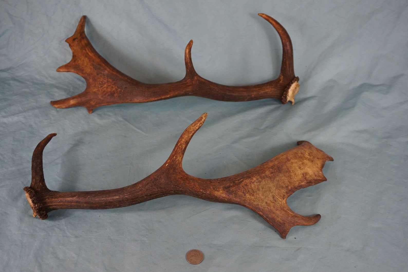 Pair of Strong 19 Fallow Deer Antlers Stags 10 Etsy