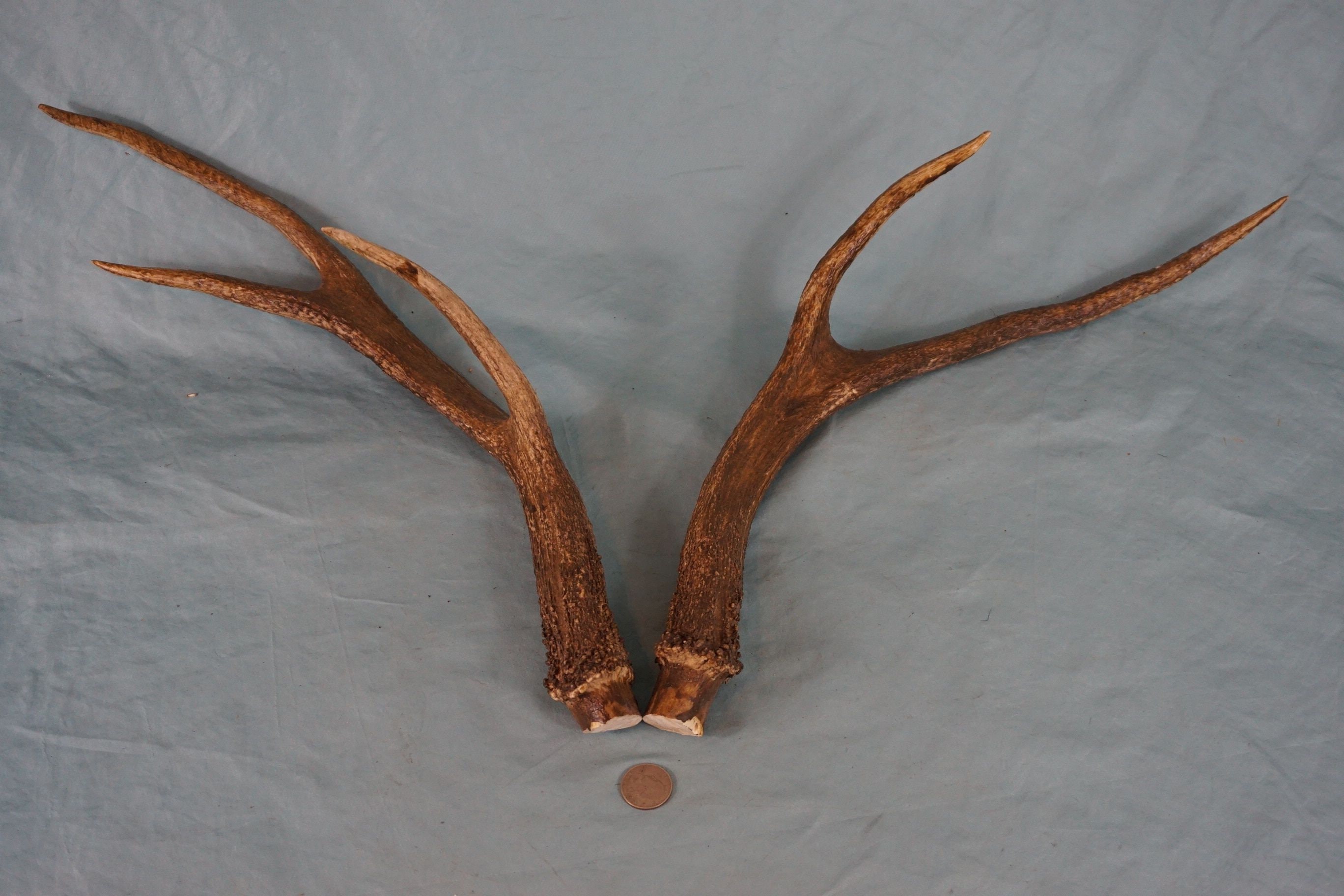 Pair of 2 Red Deer Antlers Stags Odd 6 Pointer Buck Antlers Etsy