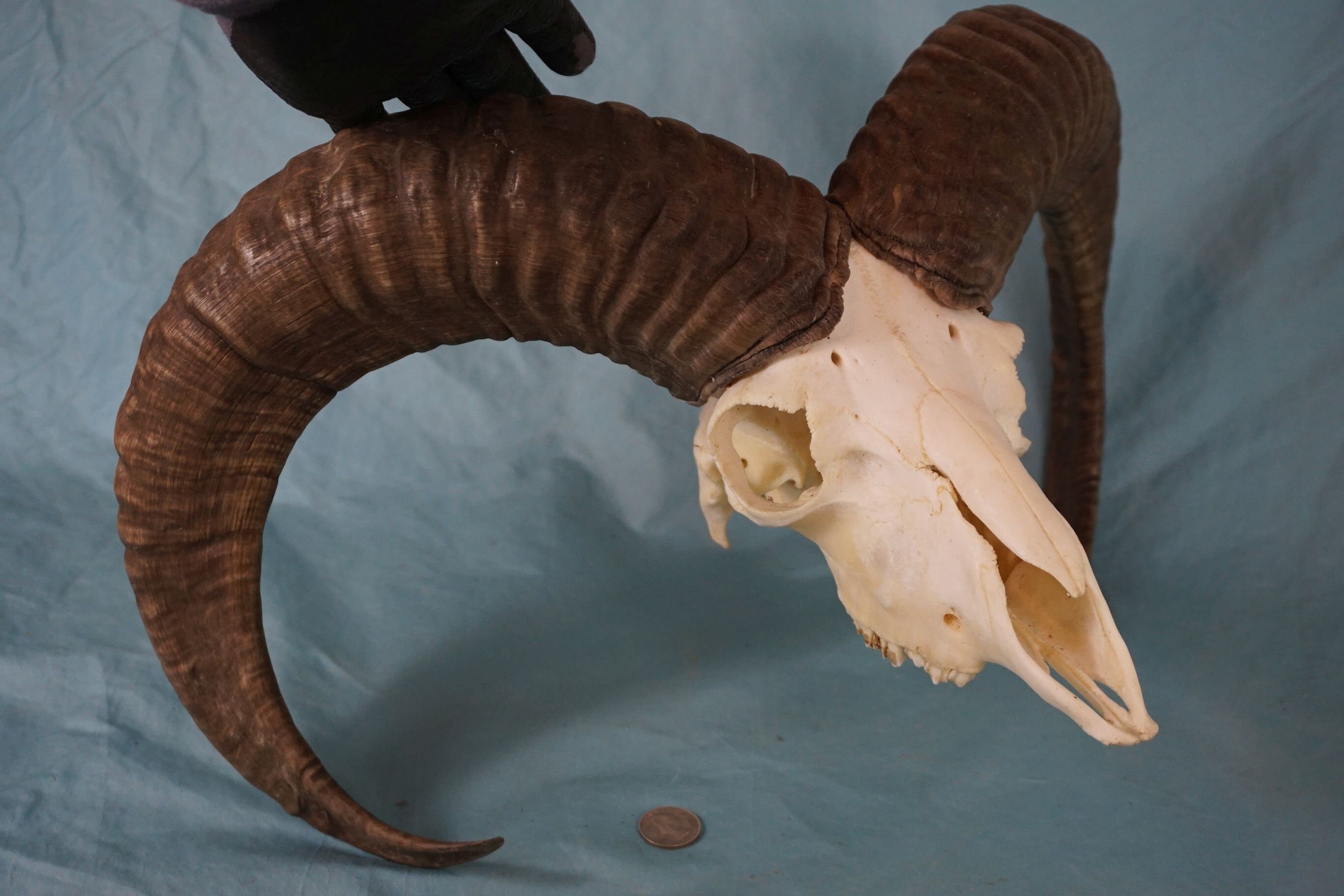 Mouflon Mountain Sheep Ram Skull with Strong Horns 24 | Etsy