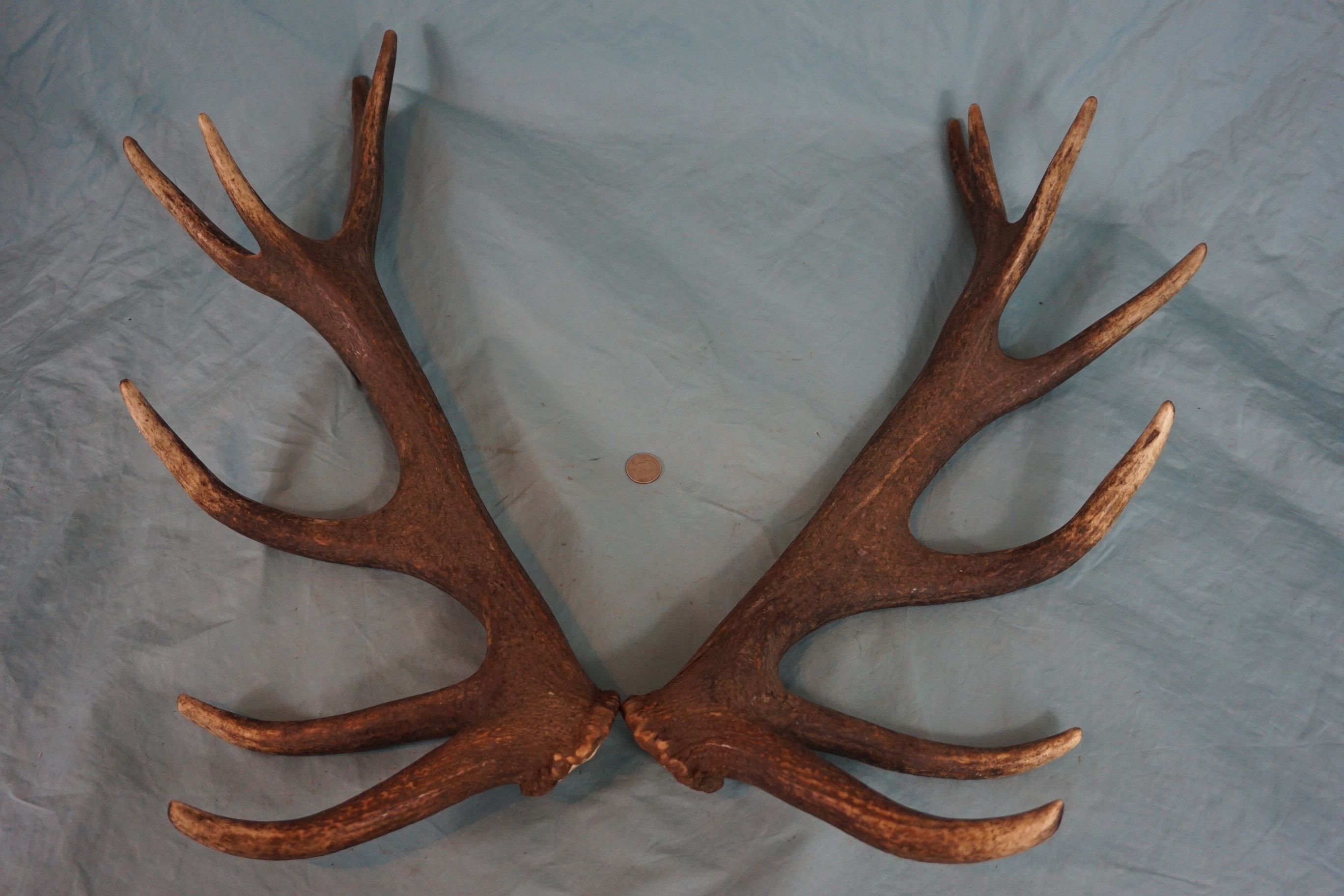 492 LOT 5 X Real Natural Red Deer Antler Cuts Splits Nr 