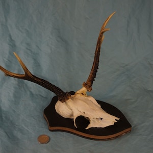 GRAND SLAM ODD Roe Deer Antlers on a wooden Trophy-Plaque Wallmount -  Black Forest Hunting Lodge Decor - Wall Decor Collection