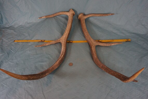 Artificial Deer Antler Hunting Rattlers Call Large 8 Pointer Realistic 