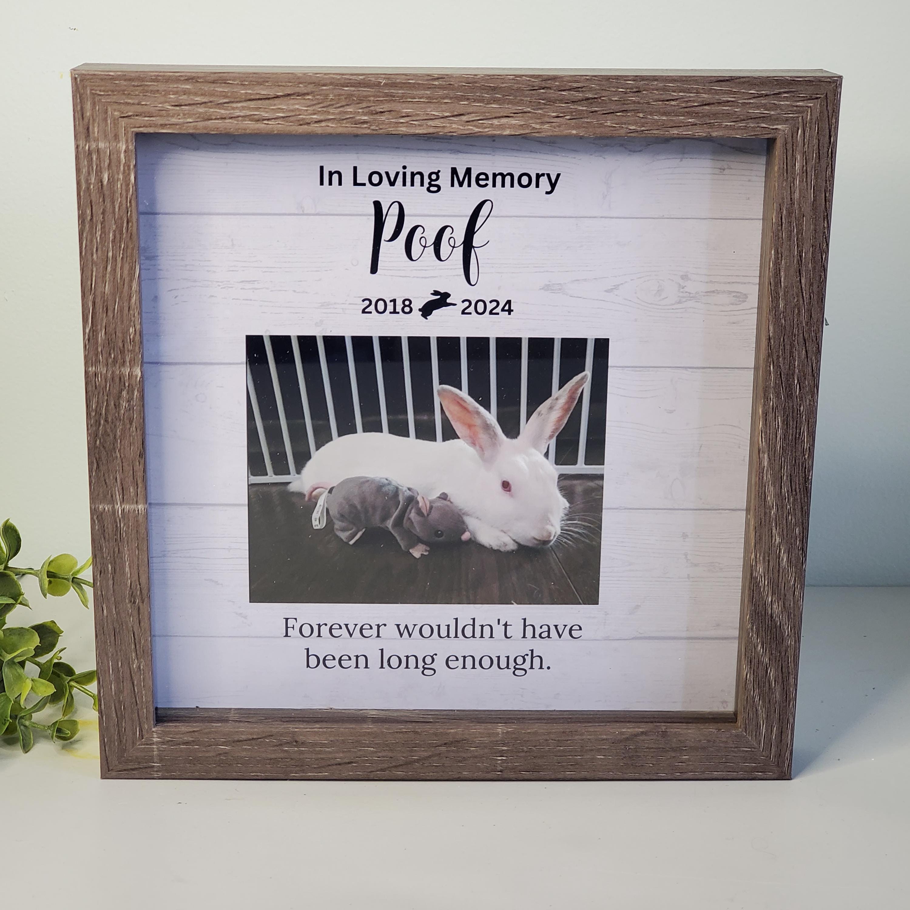 Frame Rabbit Pet Pet Rabbit Photo Frame