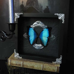 Real Morpho Deidamia blue black butterfly Peru, Framed Butterfly, Shadow Box Frame, Curiosity, Collectors Gift, Taxidermy, Insect, B2