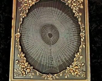Preserved Genuine Spiderweb, Gothic Home Decor, Vintage  Frame, Halloween, Victorian, Antique, Oddity, Dark Academia, Spiderweb Art, 69