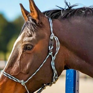 A bay horse in a sandy arena wearing a rope halter and lead, with a black leather breakaway tab.