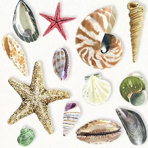2 grandi tovaglioli di carta per tecniche miste, collage, scrapbooking, decoupage CONFEZIONE DA DUE Conchiglie