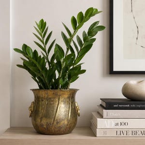 May include: A vibrant green Zamioculcas plant potted in a weathered brass planter with a fluted body and lion head ring handles. The planter sits beside a stack of four books titled Axel Vervoordt Wabi Inspirations, Chairs, AD at 100, and Live Beautifully.