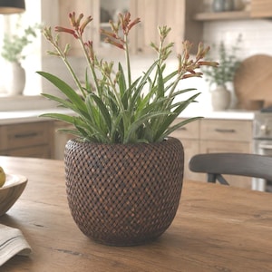 May include: A potted kangaroo paw plant with green, sword-shaped leaves and slender, reddish-orange tubular flowers. The plant is housed in a round, dark brown planter featuring a textured, woven-look exterior pattern with a matte finish.