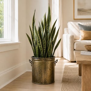 May include: A tall snake plant with variegated green and yellow sword-shaped leaves potted in a cylindrical, antique-style brass planter. The metal container features a textured, weathered finish and two small decorative handles on the sides.