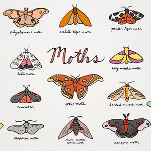 Motten Clipart Set - Nachtfalter Icons, Natur Clip Art, Mond Motte, Atlas Motte, Bestäuber, sofort download Illustration, kommerzielle Nutzung, hübsch