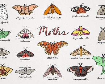 Moths Clipart Set - moth icons, nature clip art, luna moth, atlas moth, pollinators, instant download illustrations, commercial use, pretty