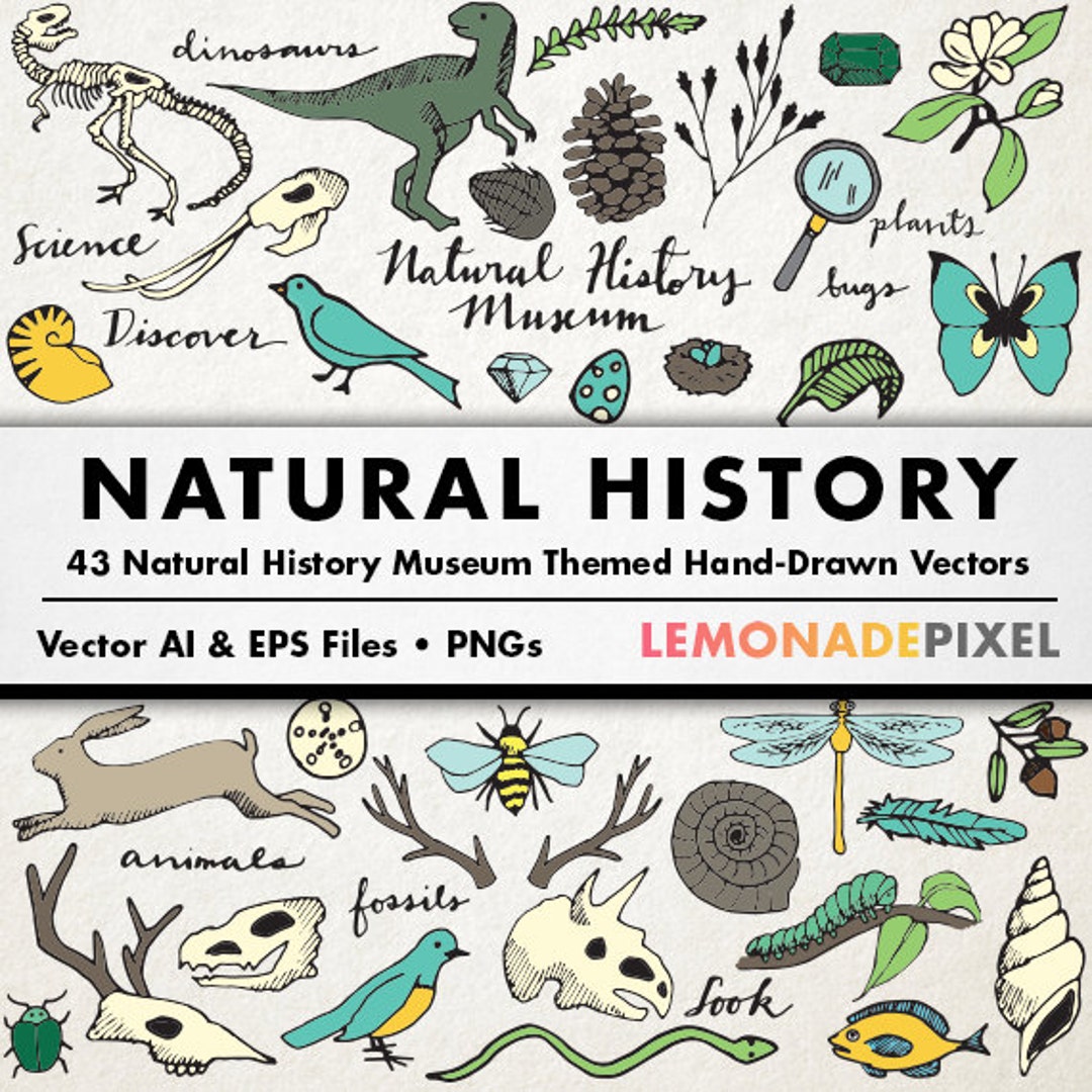 natural-history-museum-clipart-dinosaurs-butterflies-bugs-animals