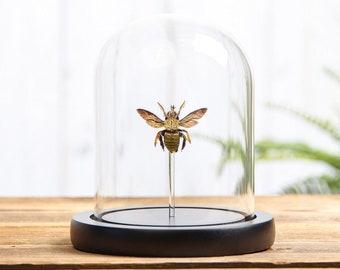 The Carpenter Bee In Glass Dome  (Xylocopa confusa)
