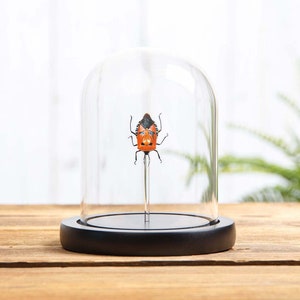 Man-faced Stink Bug In Glass Dome (Catacanthus incarnatus)