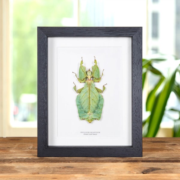 Giant Leaf Insect in Box Frame (Phyllium giganteum)