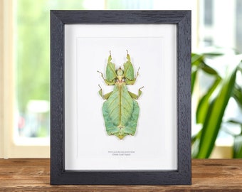 Giant Leaf Insect In Box Frame (Phyllium giganteum)