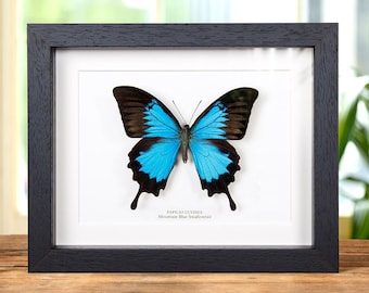 XL Mountain Blue Swallowtail in Box Frame (Papilio ulysses)