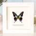 see more listings in the Butterfly Frames section