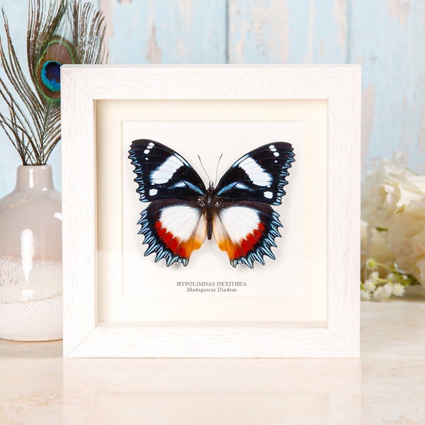 Madagascar Diadem Butterfly Box Frame (Hypolimnas dexithea)Taxidermy Entomology Nature Insect Natural History Butterfly Gift