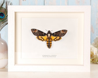 Polilla de la muerte, Acherontia atropos, enmarcada, para exhibición entomológica (9 x 7 pulgadas)