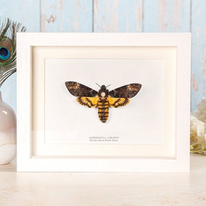 Death&#39;s Head Moth XL Box Frame (Acherontia atropos) Real Moth Frame, Insect Frame, Entomology